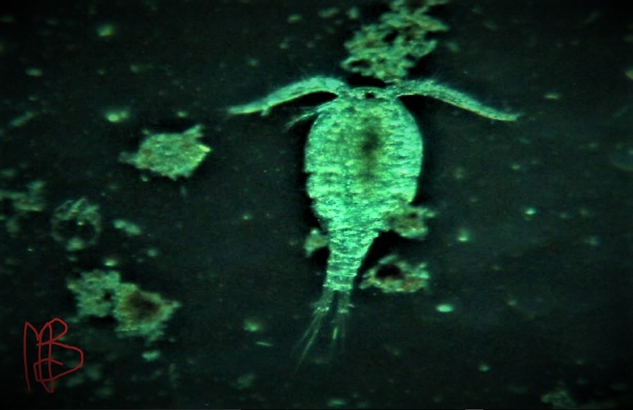 Microrganismo non riconosciuto